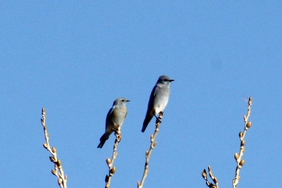 Mountain Bluebird - ML627111647