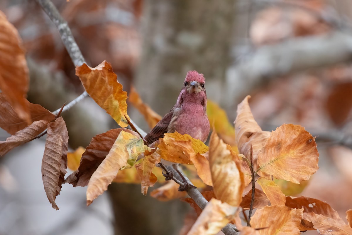 Purple Finch - ML627111720