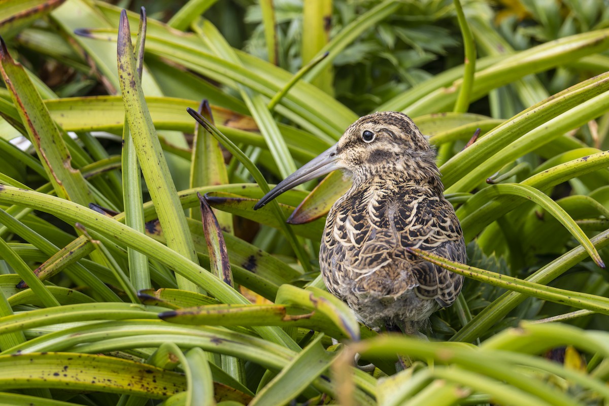 Subantarctic Snipe - ML627111794