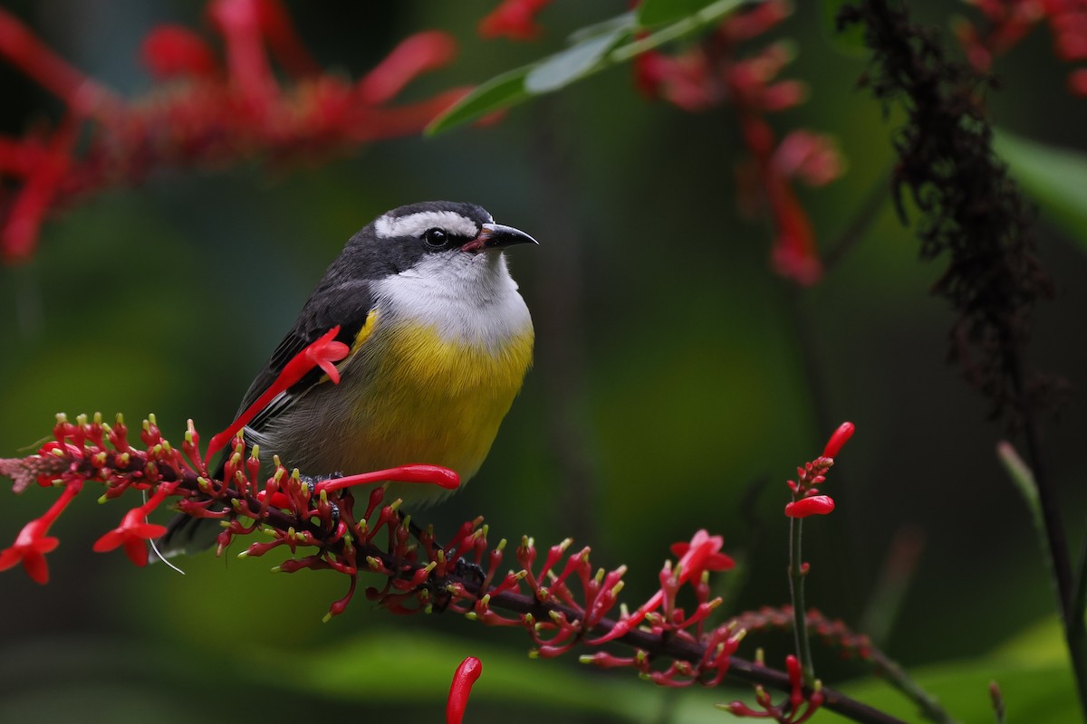 Bananaquit - ML627111810