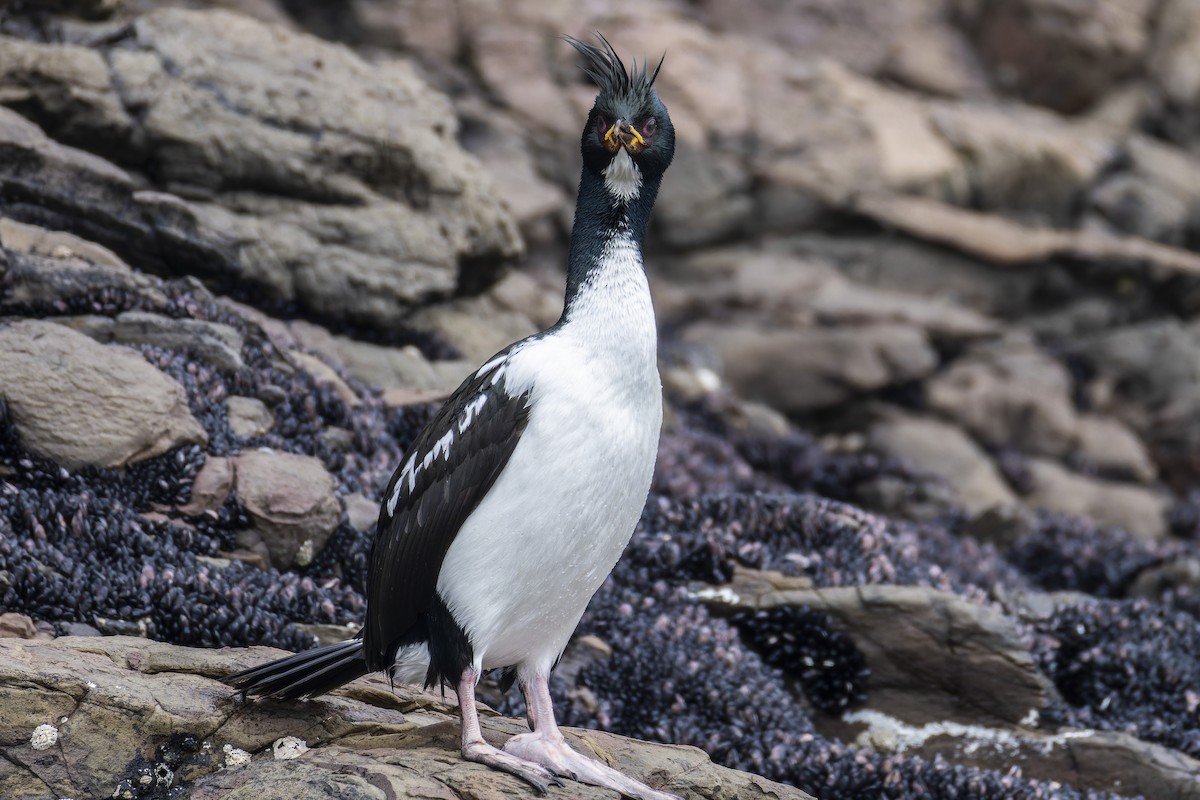 kormorán aucklandský - ML627111909