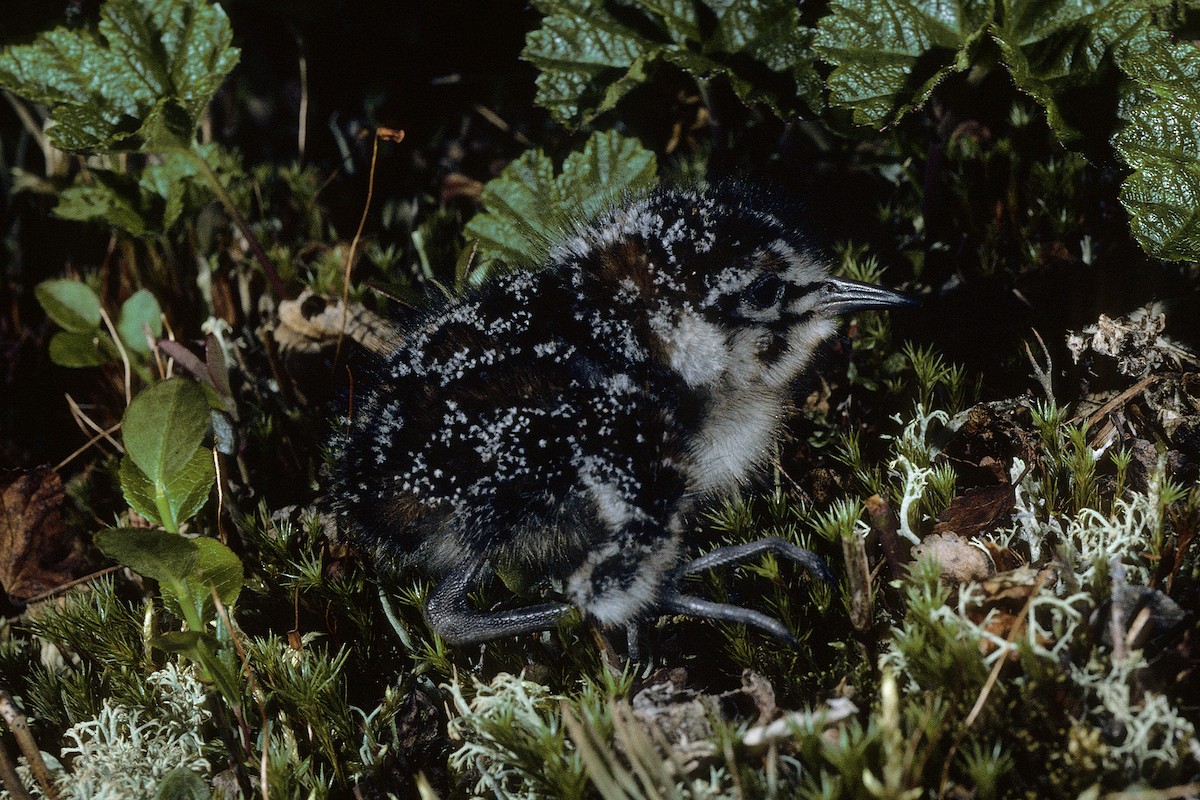 Broad-billed Sandpiper (falcinellus) - ML627112478