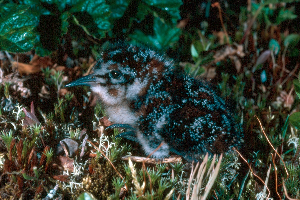 Broad-billed Sandpiper (falcinellus) - ML627112479