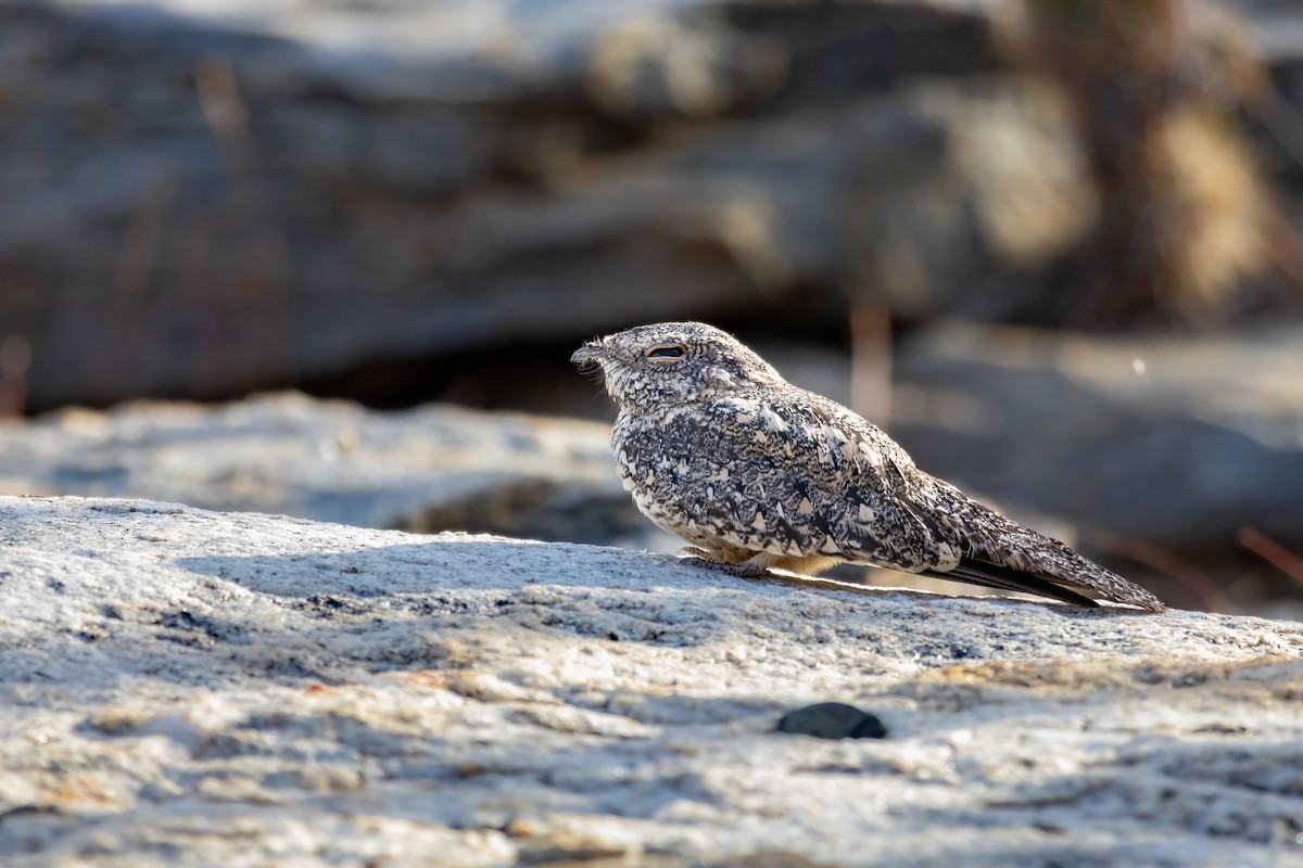 Pygmy Nightjar - ML627112623