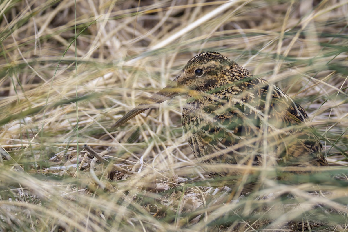 Subantarctic Snipe - ML627112751