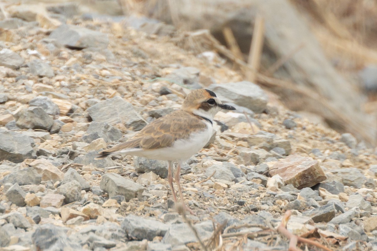 Collared Plover - ML627112789