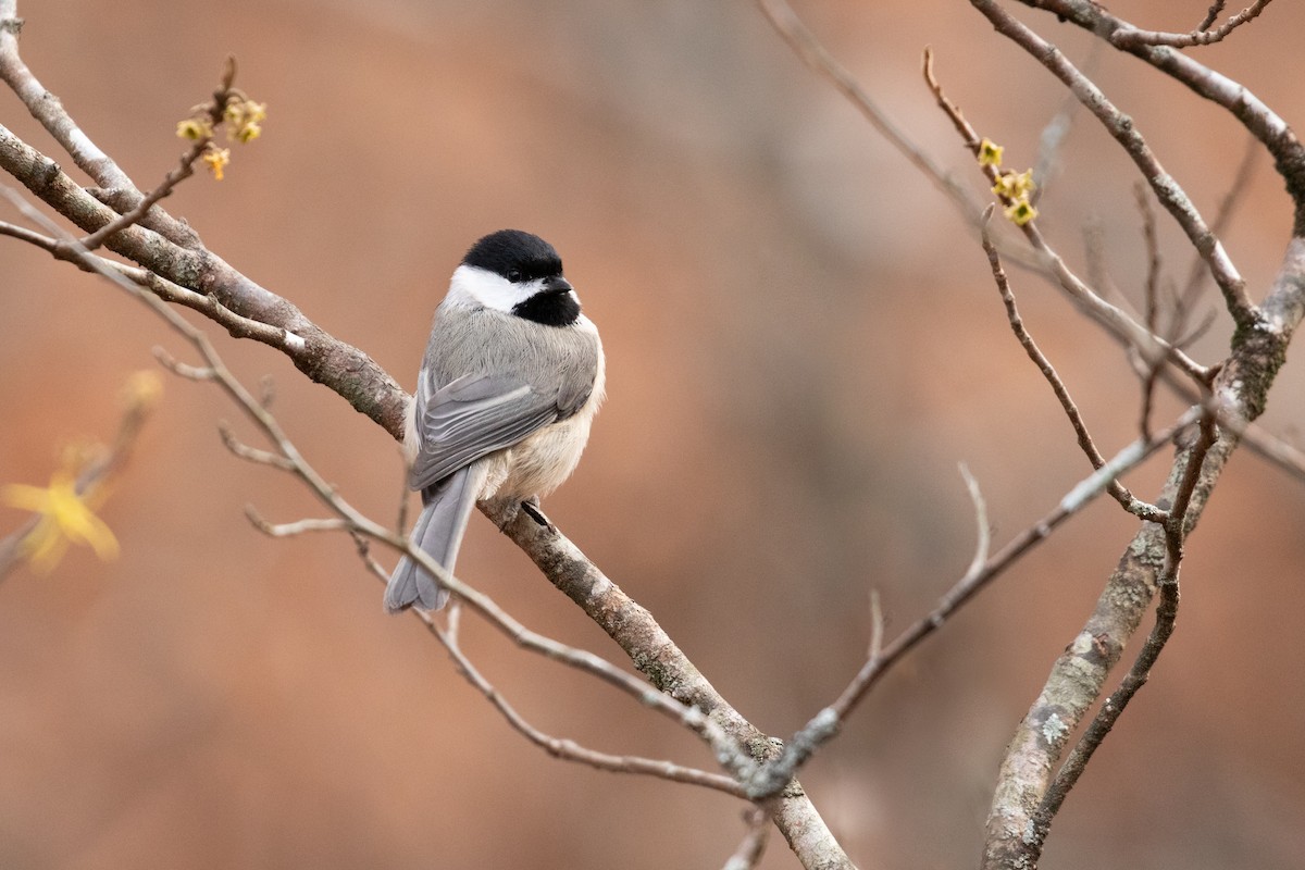 Carolina Chickadee - ML627112791