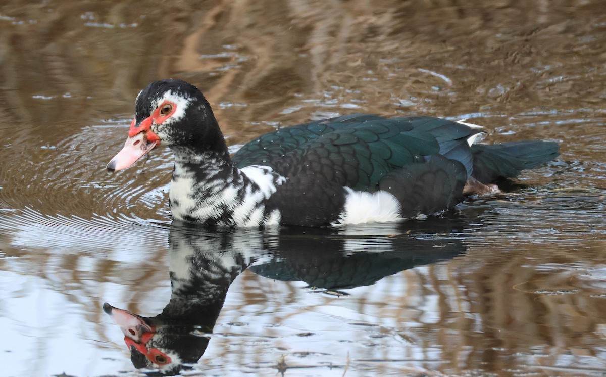 Muscovy Duck (Domestic type) - ML627112837