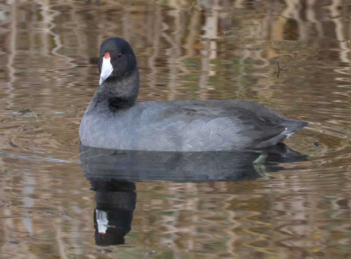 American Coot - ML627112891