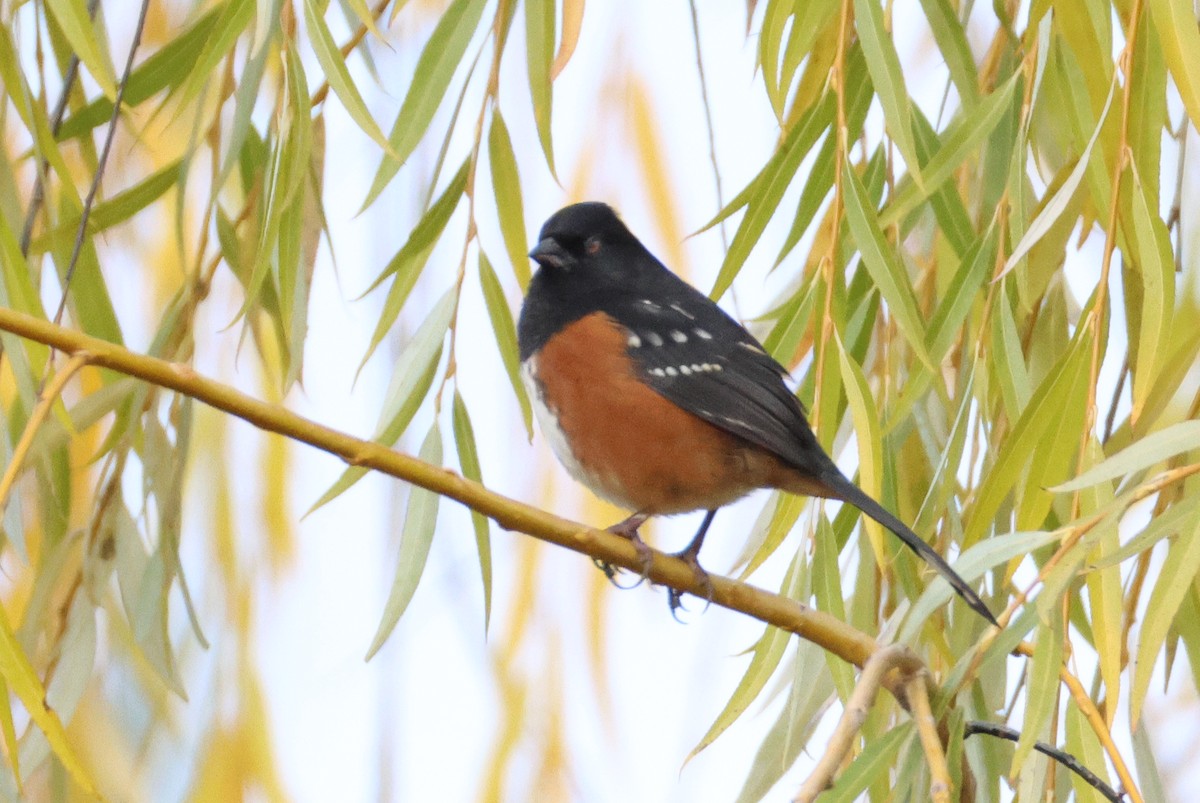 Spotted Towhee - ML627112915