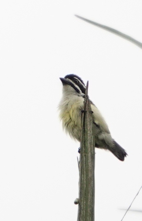 Yellow-rumped Tinkerbird (Yellow-rumped) - ML627112934