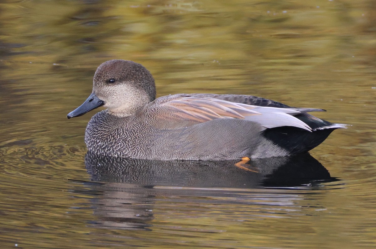 Gadwall - ML627112978