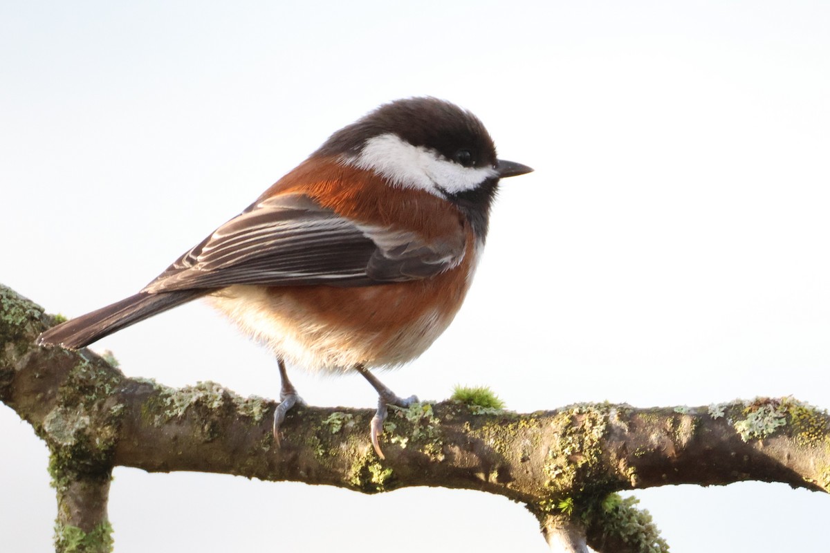 Chestnut-backed Chickadee - ML627113046