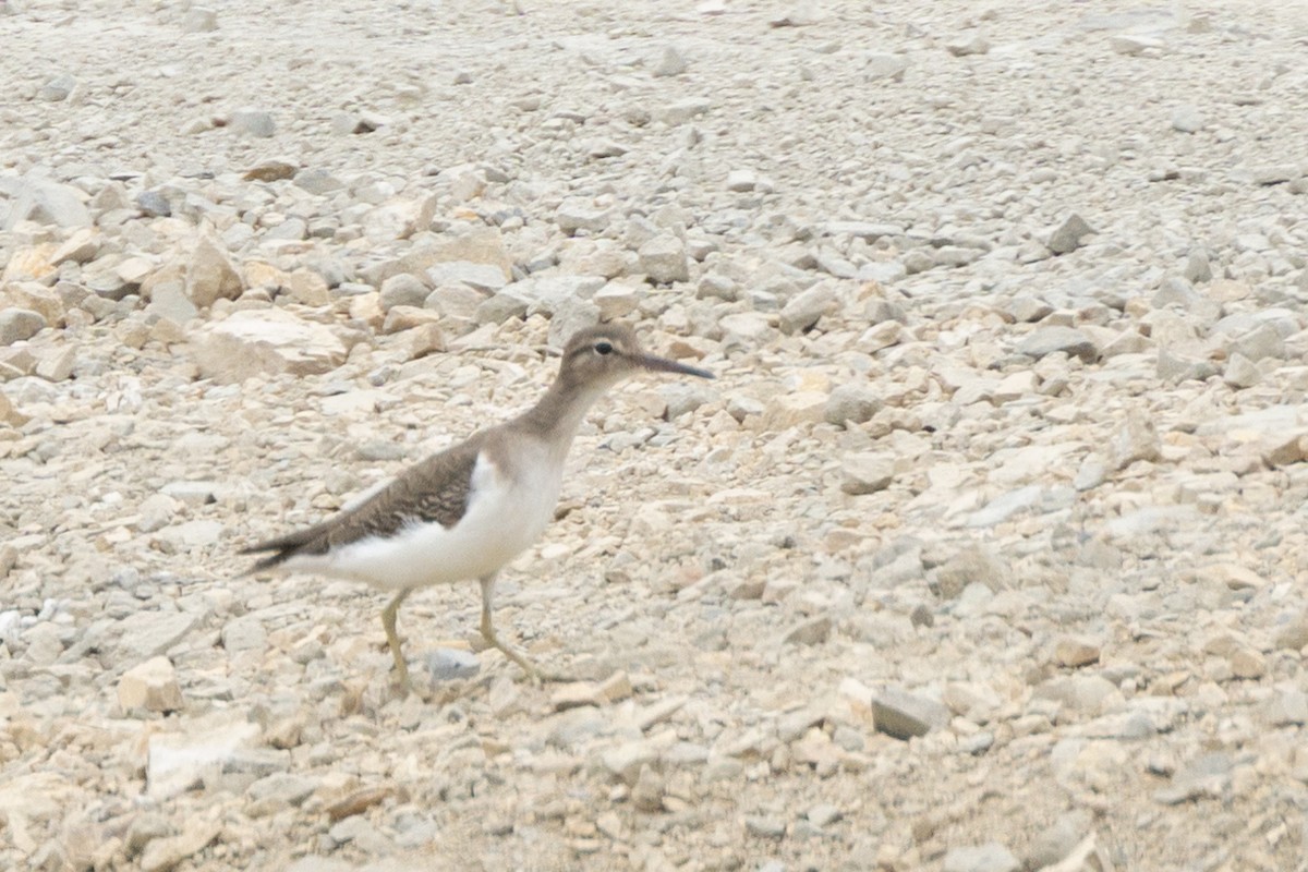 Spotted Sandpiper - ML627113072