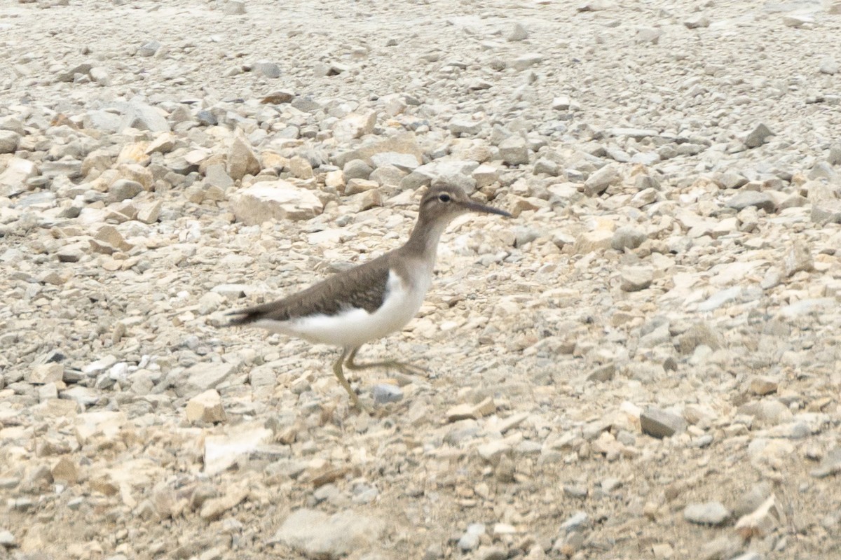 Spotted Sandpiper - ML627113073