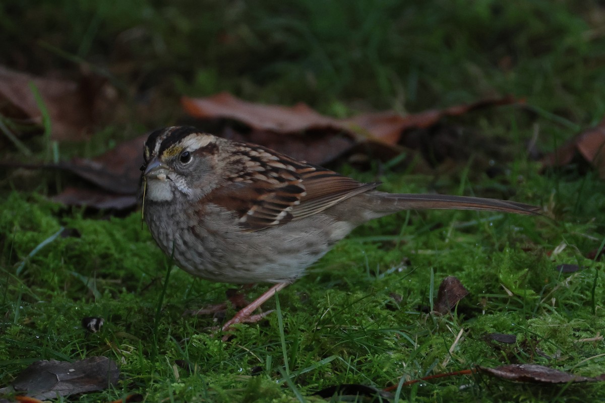 White-throated Sparrow - ML627113085