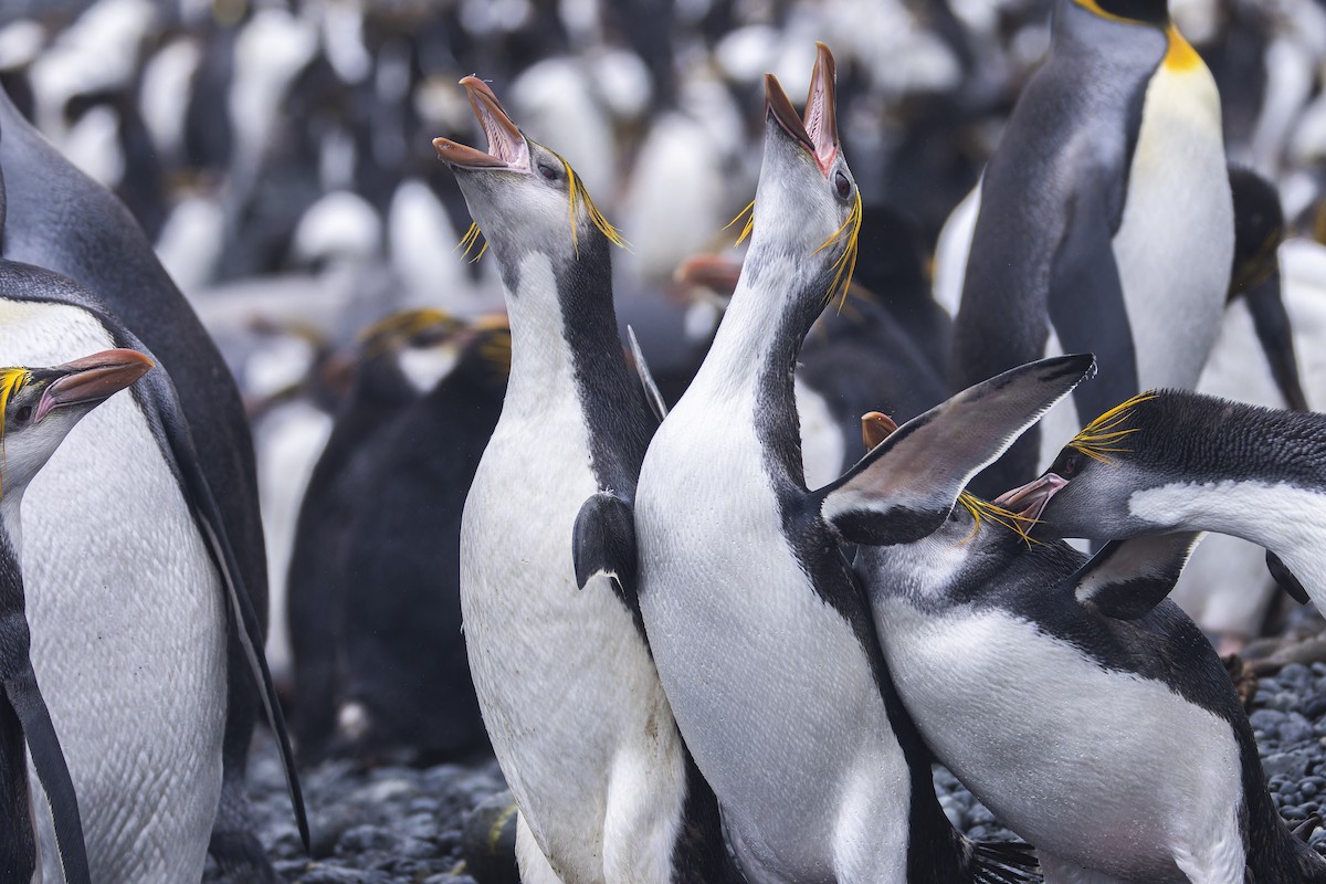 Royal Penguin - ML627113351