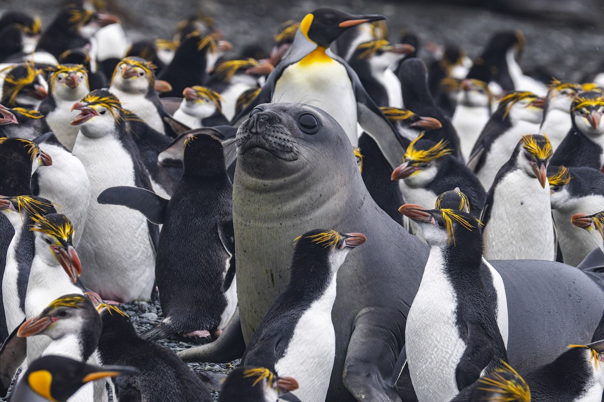 Royal Penguin - ML627113353