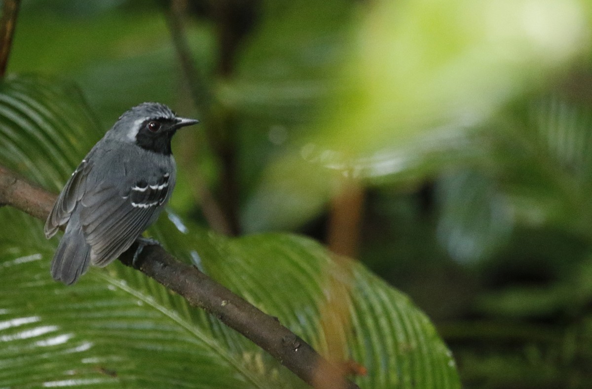 Black-faced Antbird - ML627113456