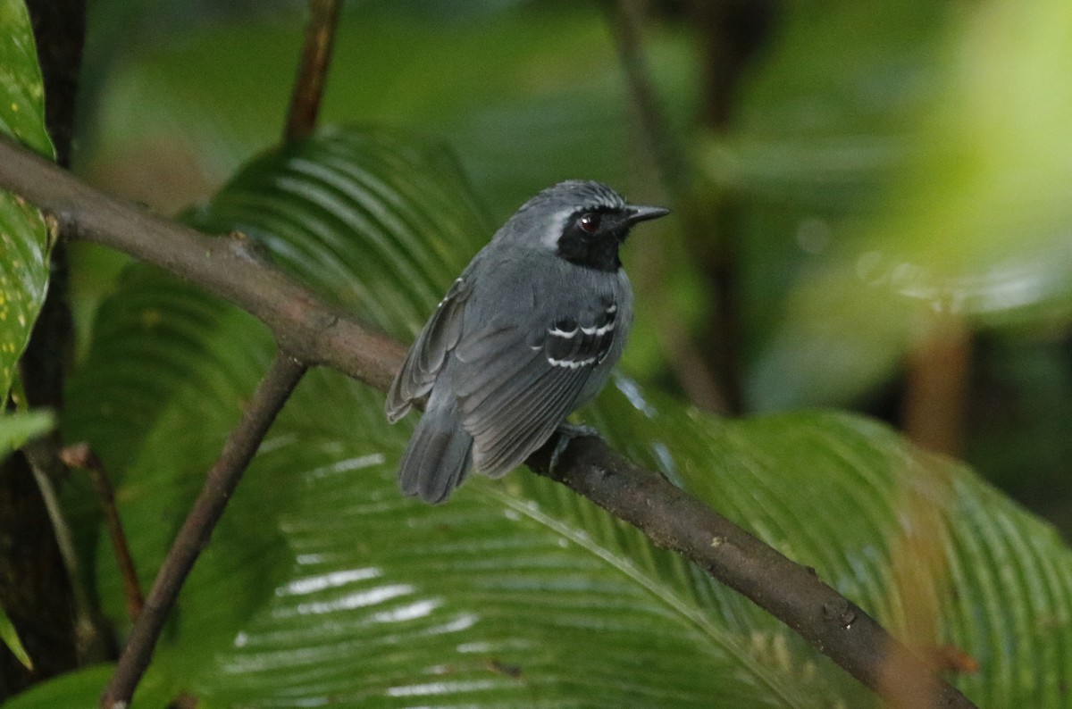 Black-faced Antbird - ML627113467