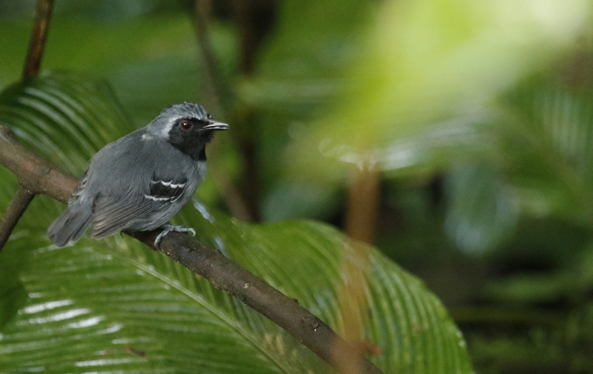 Black-faced Antbird - ML627113487