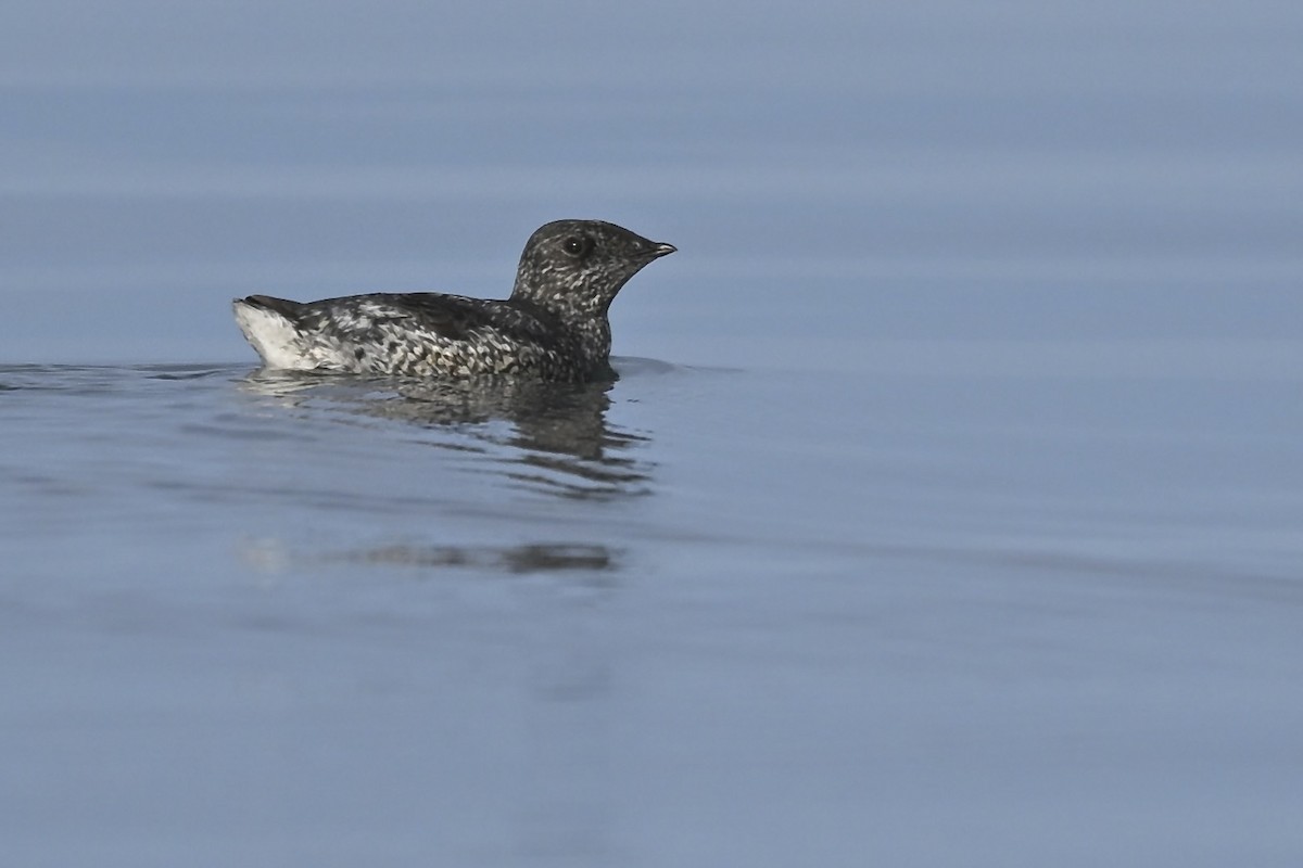 Guillemot de Kittlitz - ML627113580