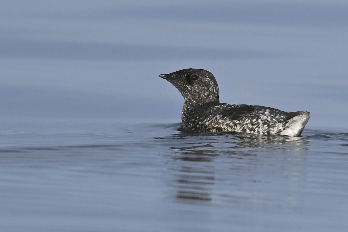 Guillemot de Kittlitz - ML627113584