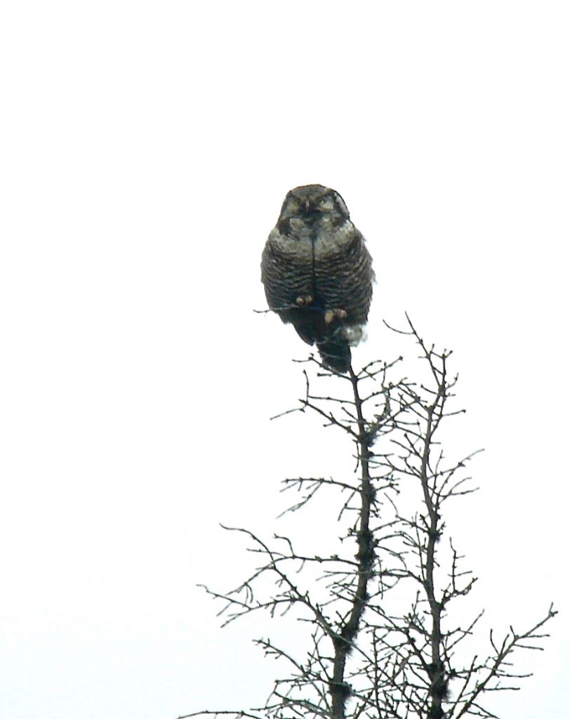 Northern Hawk Owl - ML627113917