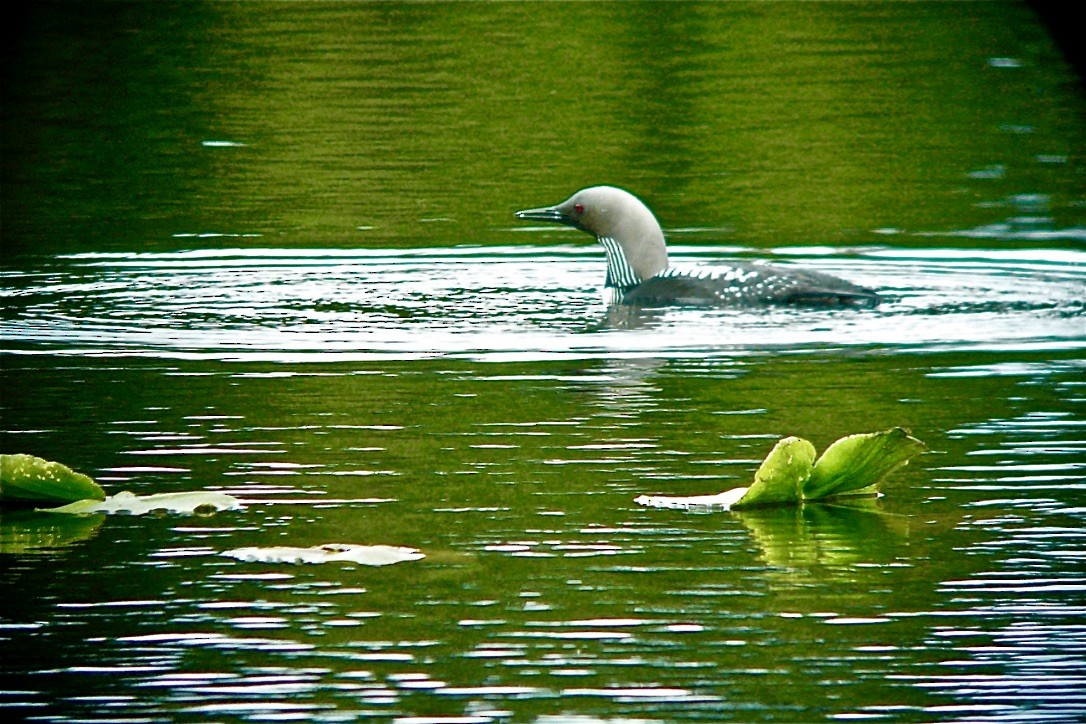 Pacific Loon - ML627113948