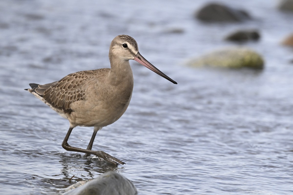 Hudsonian Godwit - ML627113998