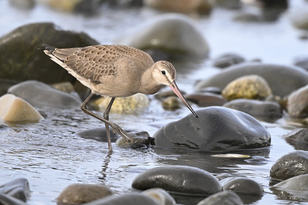 Hudsonian Godwit - ML627114000