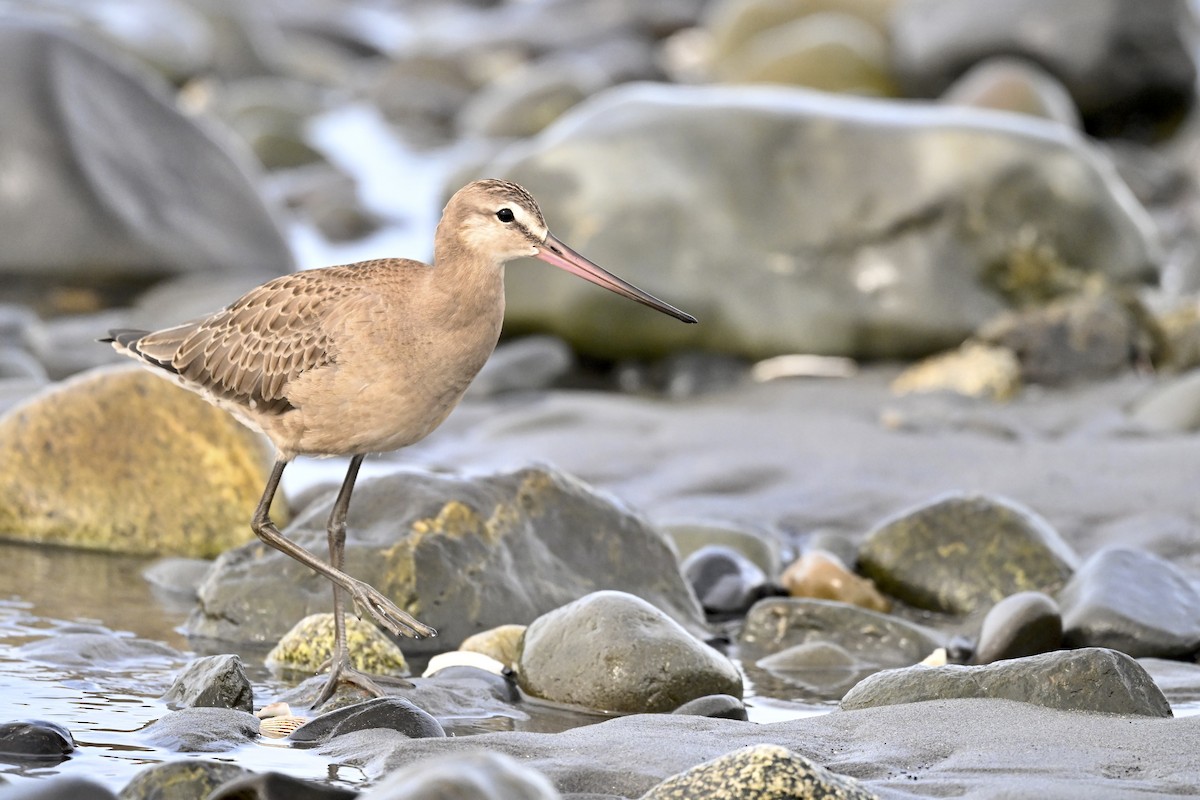 Hudsonian Godwit - ML627114001