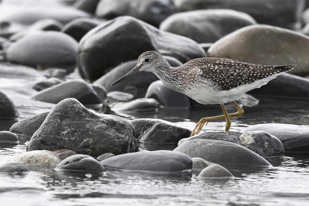 Greater Yellowlegs - ML627114003