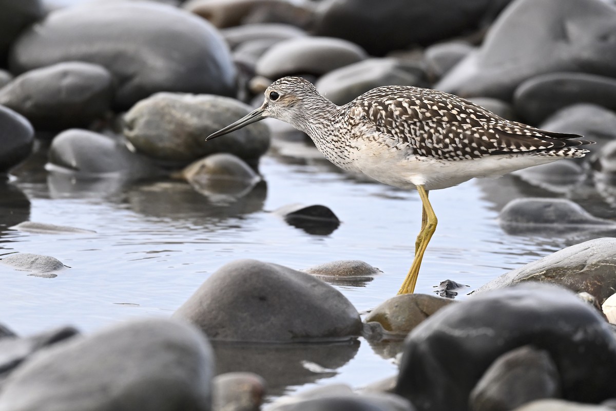 Greater Yellowlegs - ML627114004