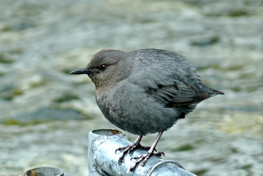 American Dipper - ML627114053