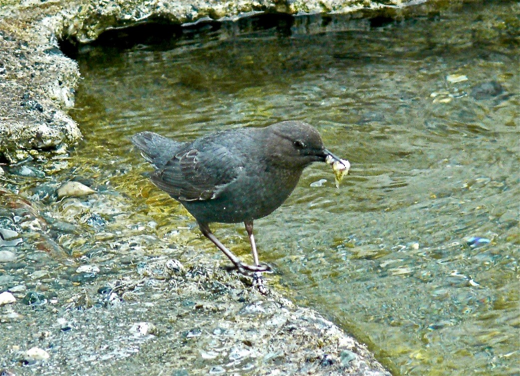 American Dipper - ML627114054