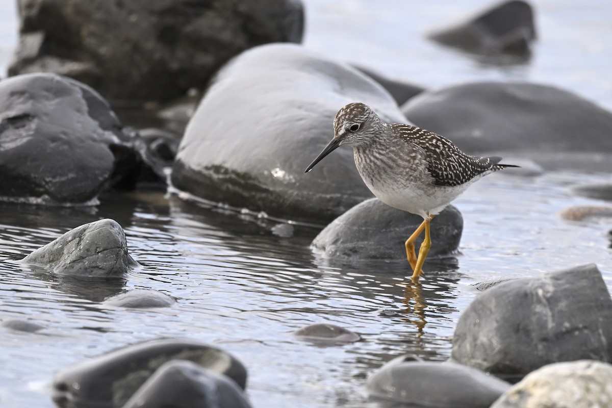 Lesser Yellowlegs - ML627114065