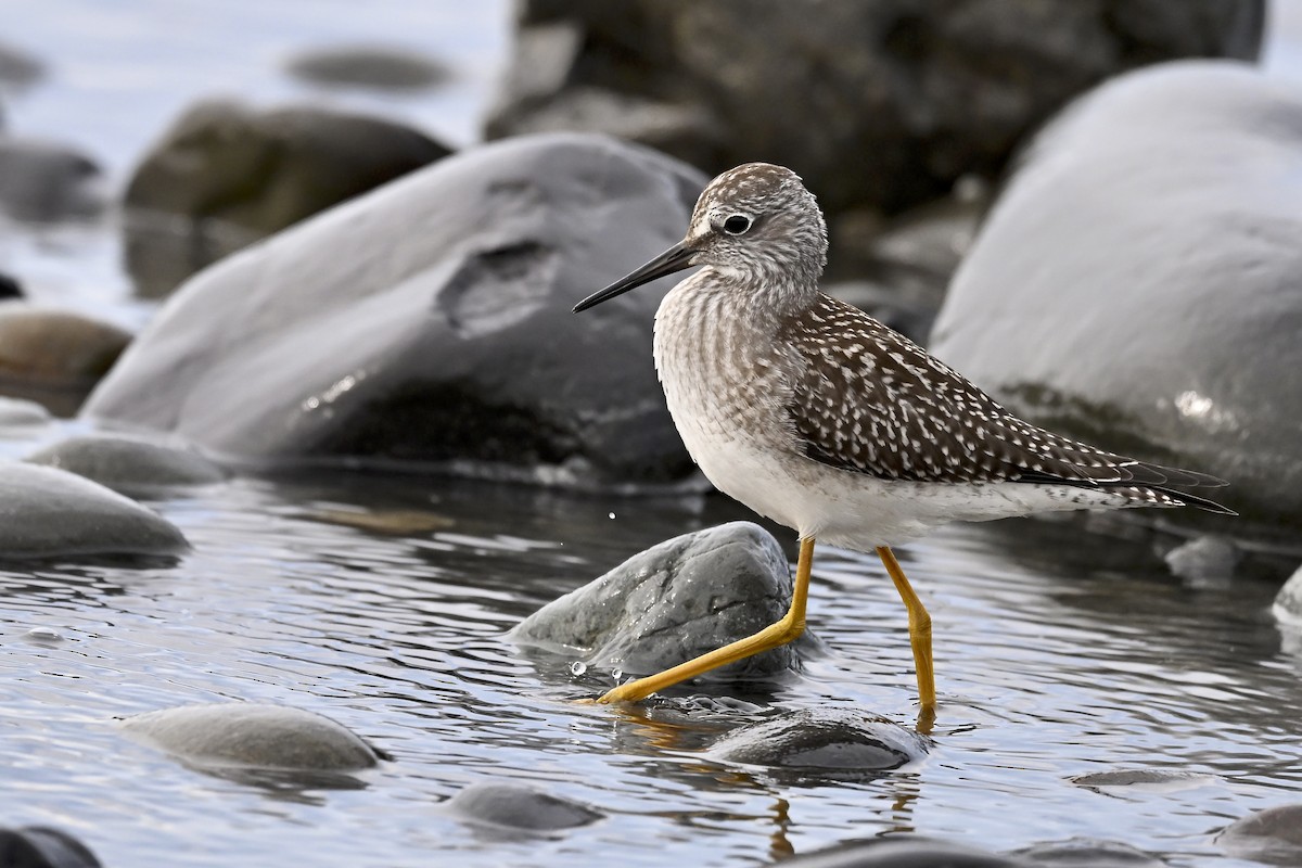 Lesser Yellowlegs - ML627114067