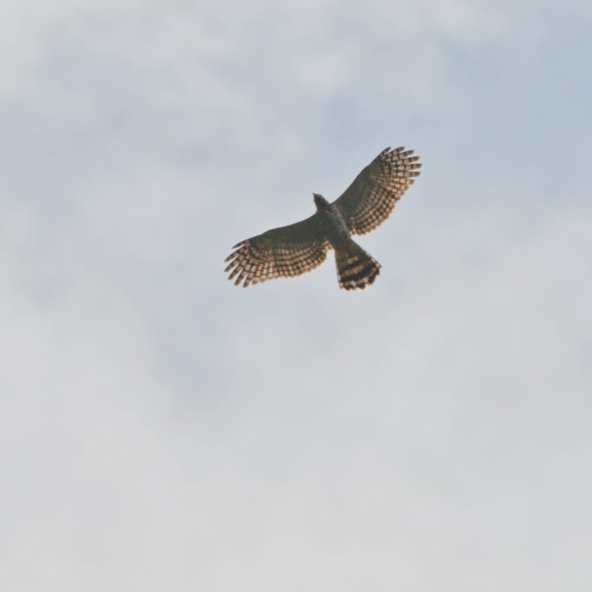 hákozobec neotropický - ML627114075