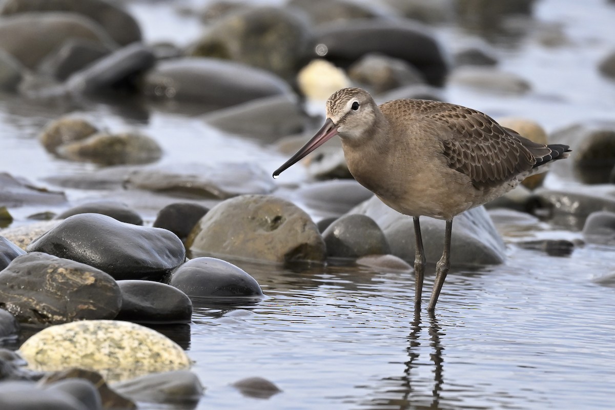 Hudsonian Godwit - ML627114085