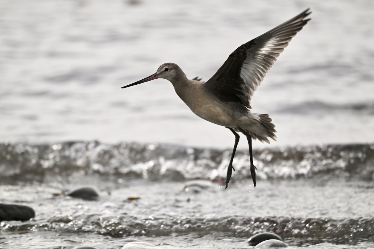 Hudsonian Godwit - ML627114086