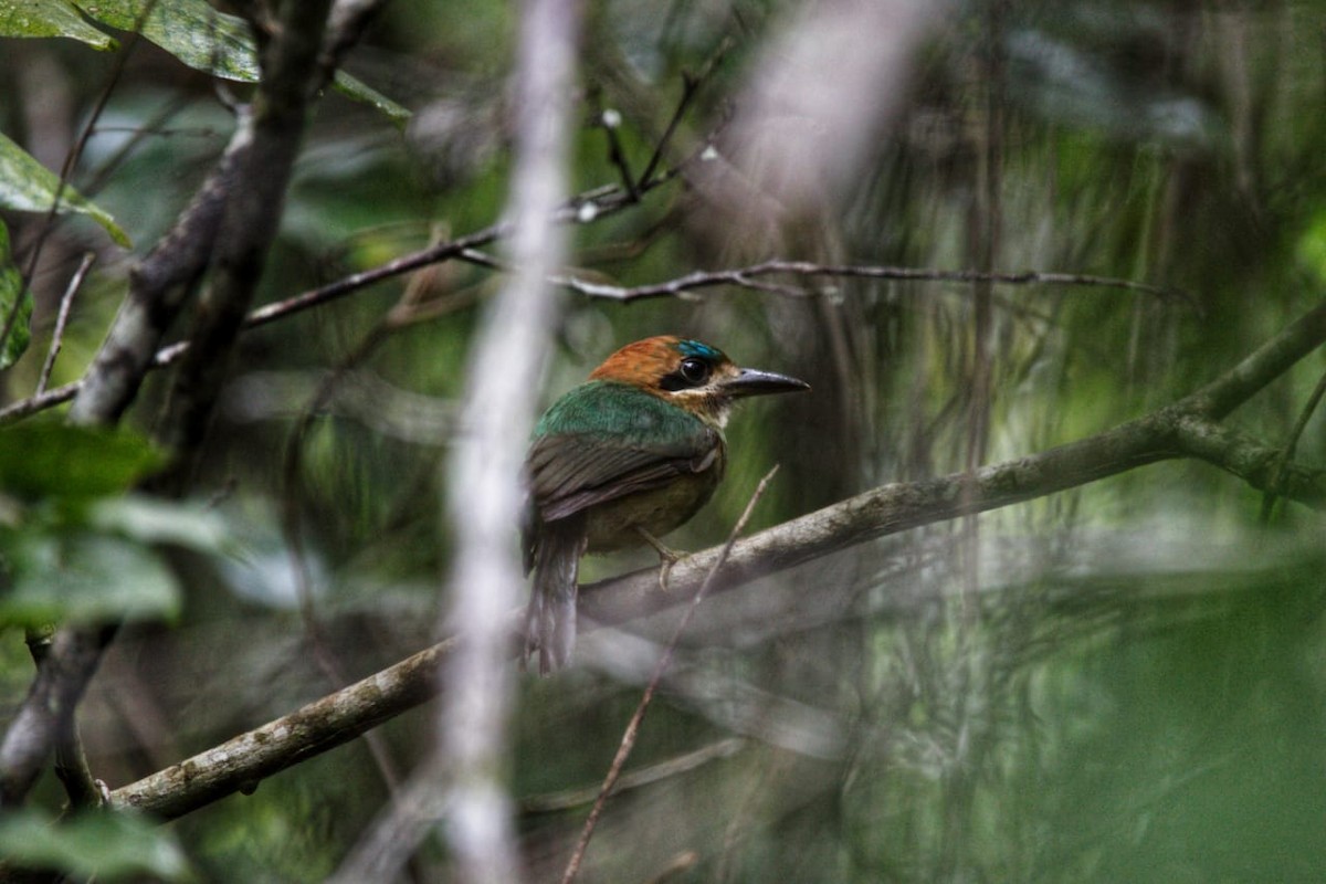 momot trpasličí - ML627114109