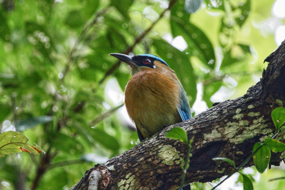 momot diadémový - ML627114121