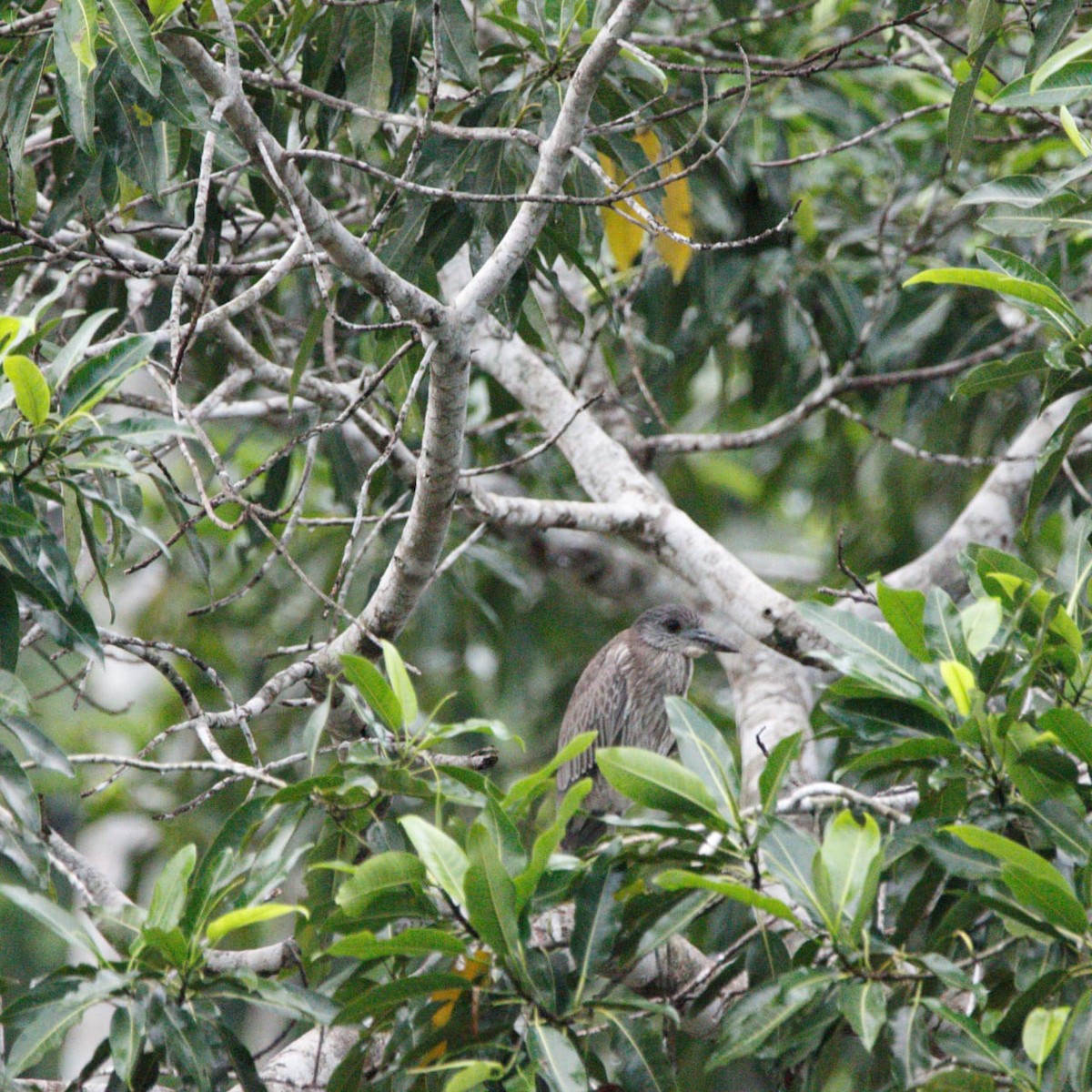 kvakoš žlutočelý - ML627114134