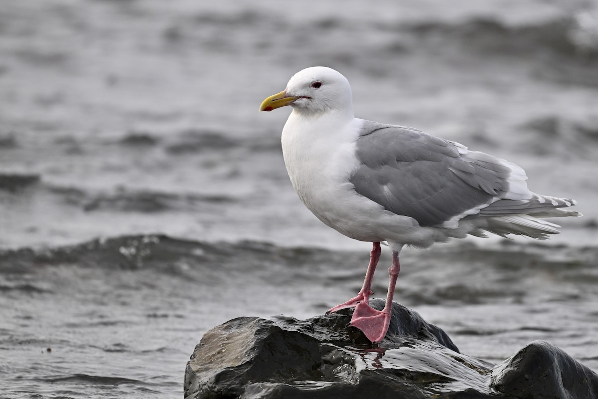 Glaucous-winged Gull - ML627114138