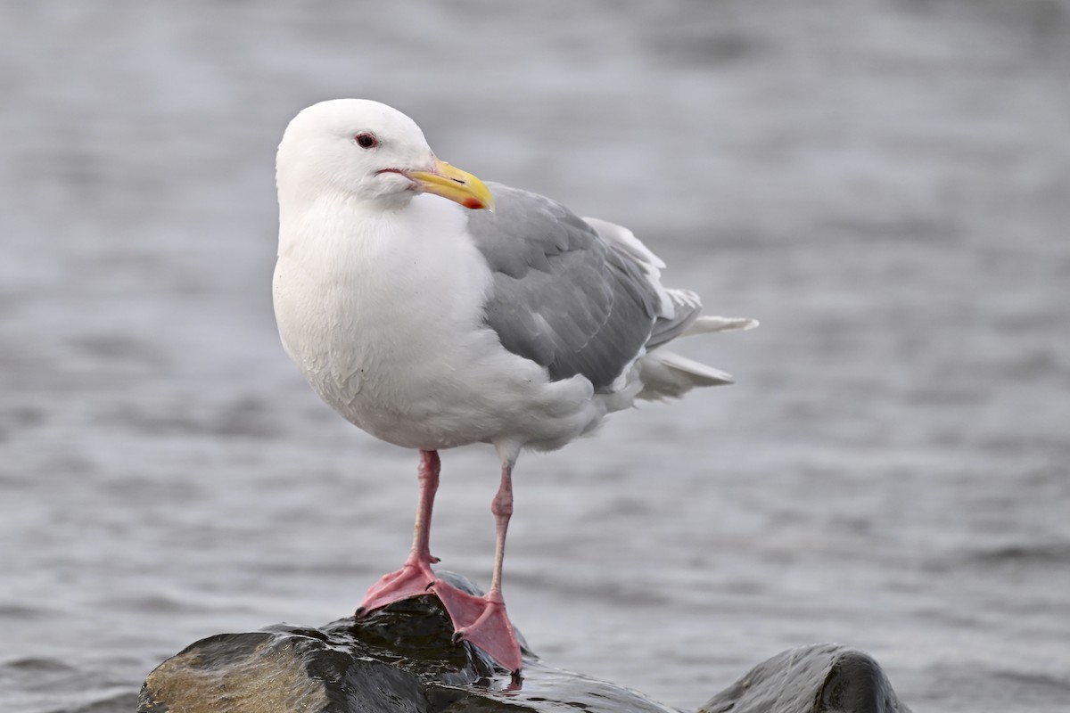 Glaucous-winged Gull - ML627114139