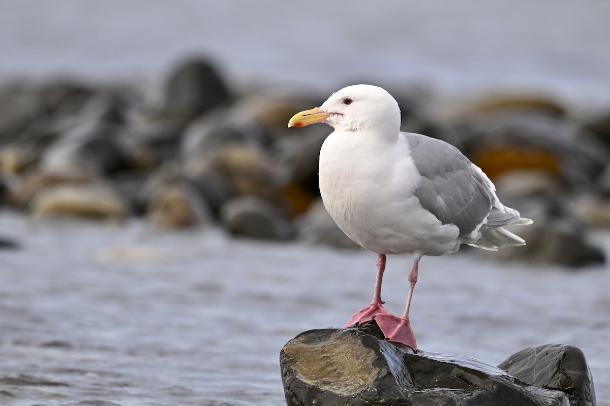 Glaucous-winged Gull - ML627114140