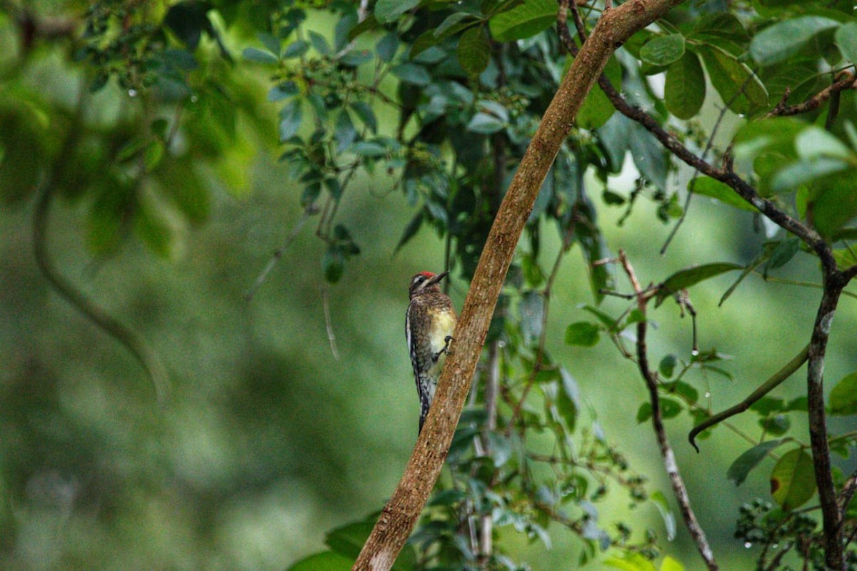 datel rudohrdlý - ML627114161