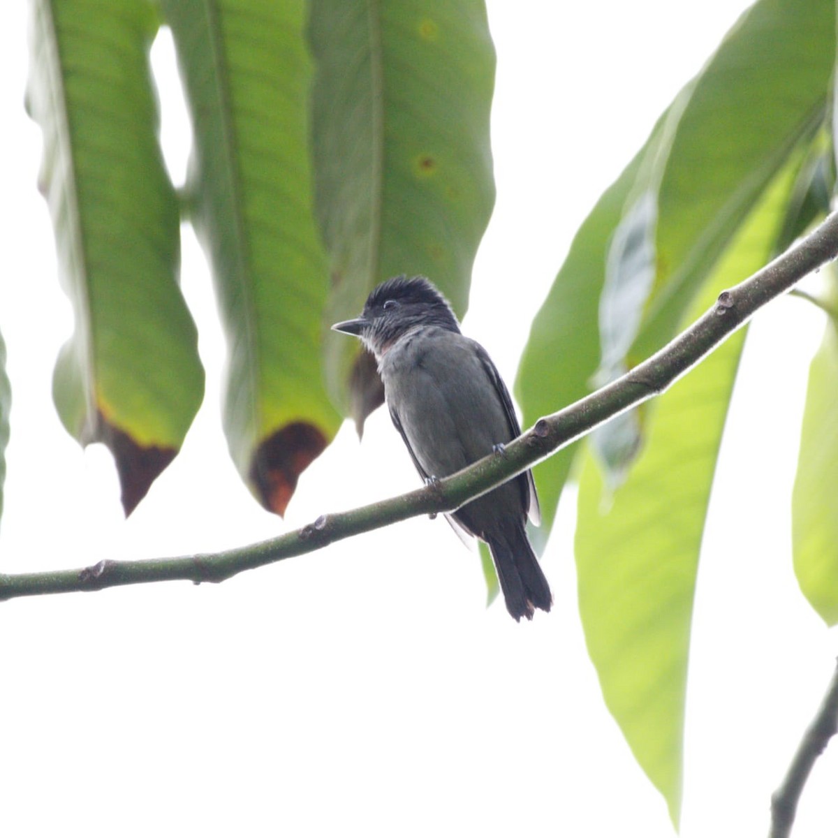 Rose-throated Becard - ML627114190