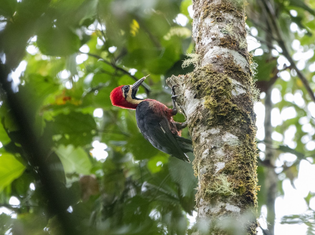 Crimson-bellied Woodpecker - ML627114191